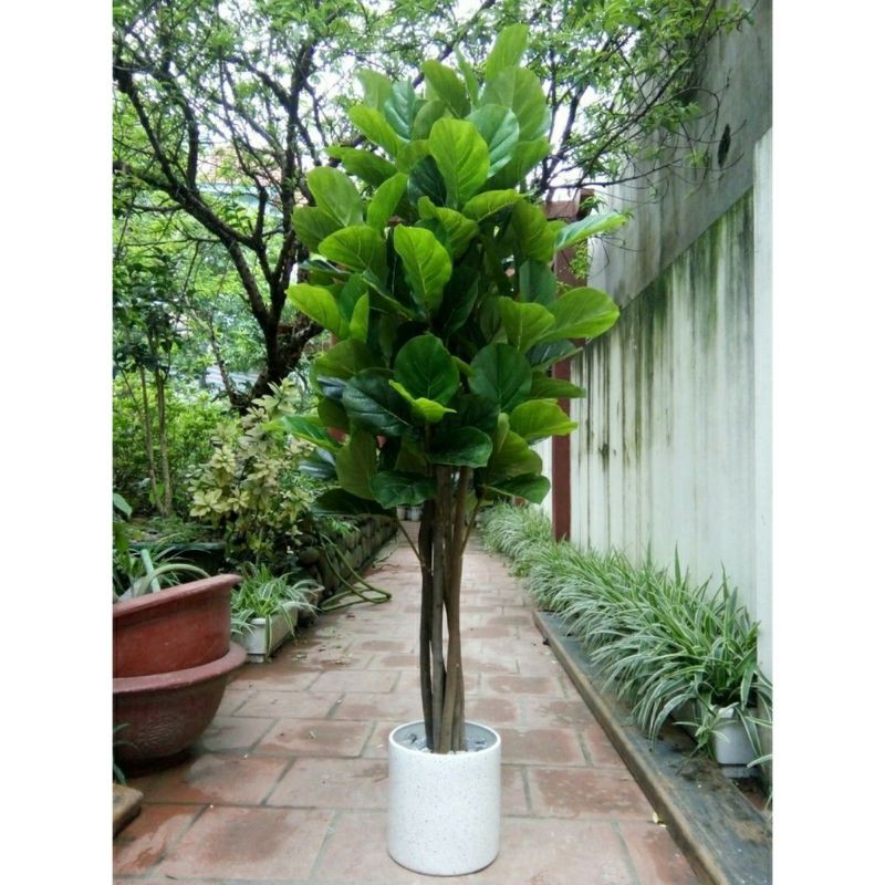 cây bàng Singapore giả cao 1,6met - thân gỗ