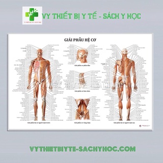 Tranh giải phẫu Hệ cơ