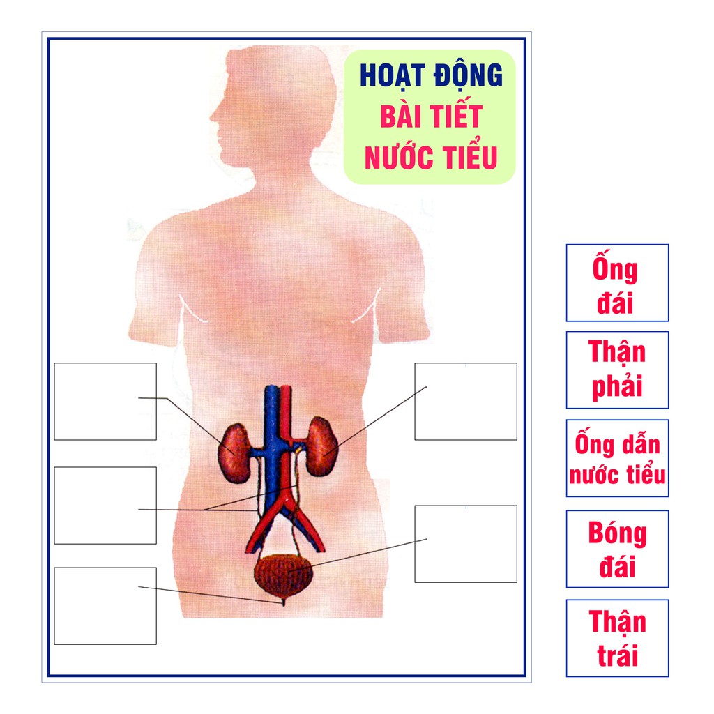 [Đồ dùng dạy học] Hoạt động bài tiết nước tiểu
