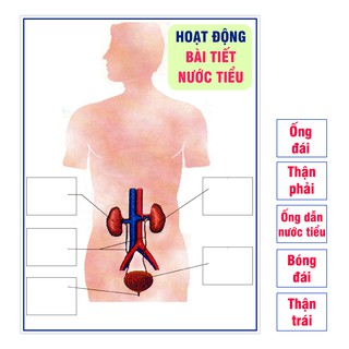 [Đồ dùng dạy học] Hoạt động bài tiết nước tiểu