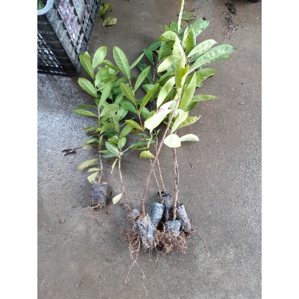 Cây mẫu đơn đỏ và vàng ta chuẩn hình