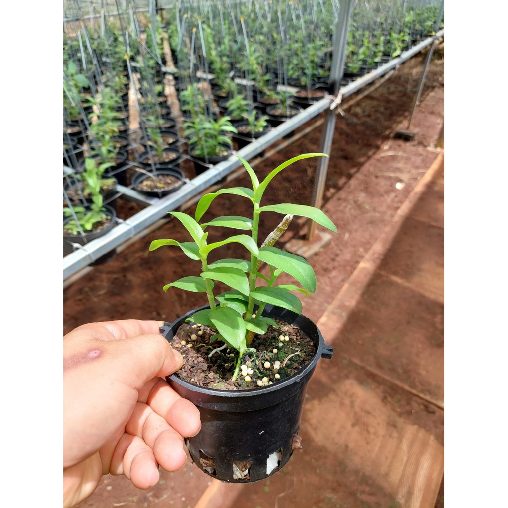 Phi điệp TÍM HÒA BÌNH cây thân xanh gieo hạt dài 10-25cm xanh sạch - VƯỜN LAN KIÊN ANH THBTX