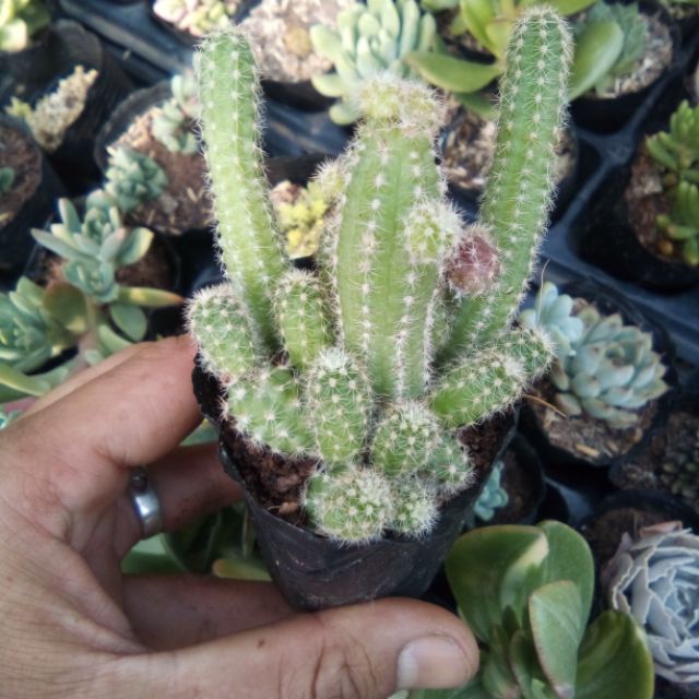 Xương rồng len, đuôi cáo