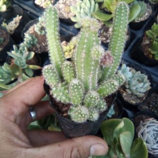 Xương rồng len, đuôi cáo
