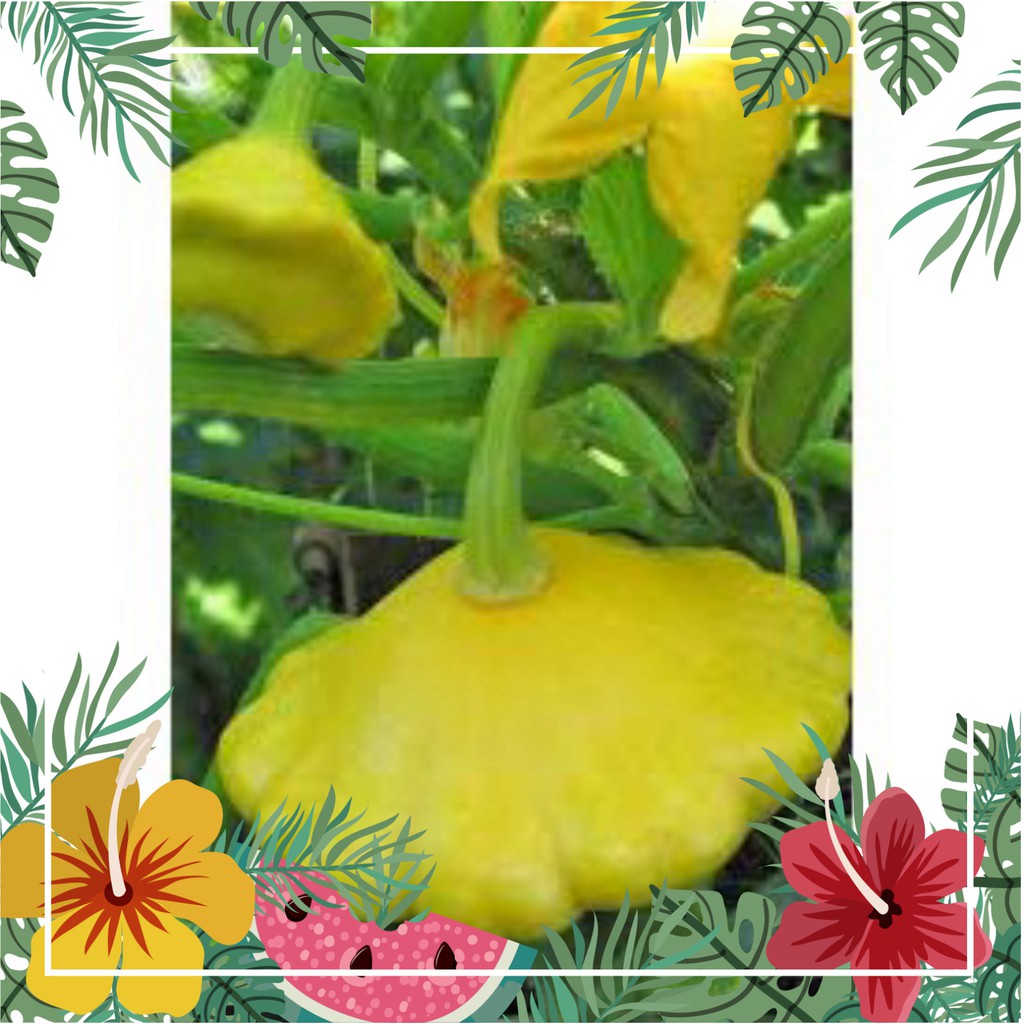 Hạt Giống Bí Đĩa Bay Vàng (Nhập Nguyên Gói Đài Loan)