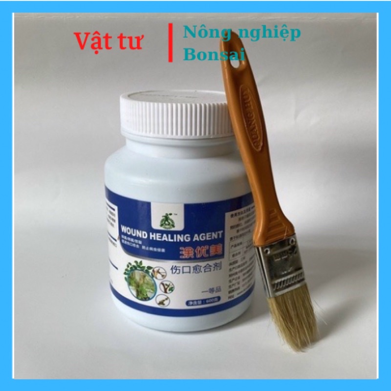Keo liền sẹo cây cảnh, cây công trình Trung Quốc nội địa- tặng kèm chổi quét