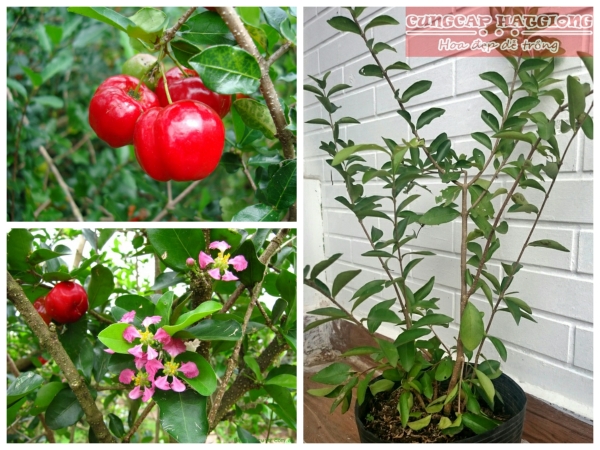 CÂY GIỐNG CÂY SƠ RI THÁI TRÁI NGỌT, SIÊU QUẢ + Tặng 02 cây nhót ngọt
