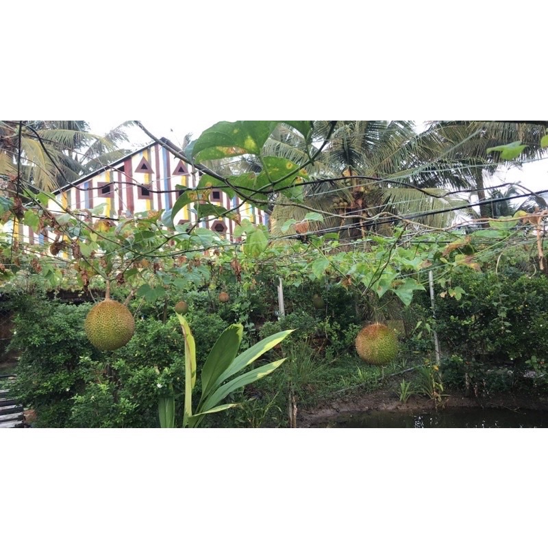 1kg gấc trái nhà trồng giá rẻ