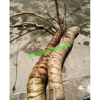 Gốc dứa gai rừng 1 ký tươi