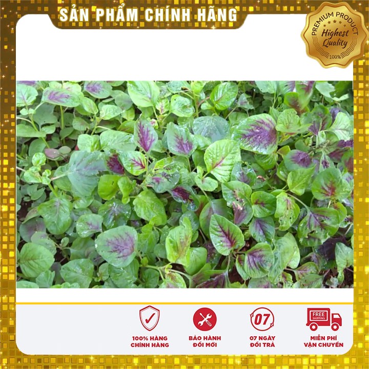 Hạt giống rau Dền Khoang 20gram [Bán Sỉ]