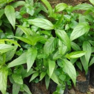 cây xương khỉ cây dâm cành