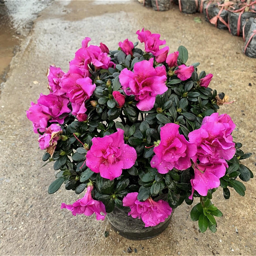 Cây hoa Đỗ Quyên tím cao 25-30cm, Cây tán tròn nhiều hoa nở đẹp cây thích hợp trang trí nhà cửa