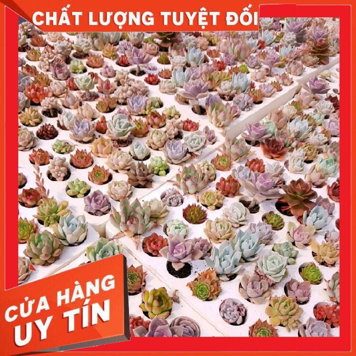 Sen đá mini (size vỉ 3-5cm) ❌ FREE SHIP ❌ hàng vip liên đài, cánh đều xuất xứ Đà Lạt, đã thuần khí hậu