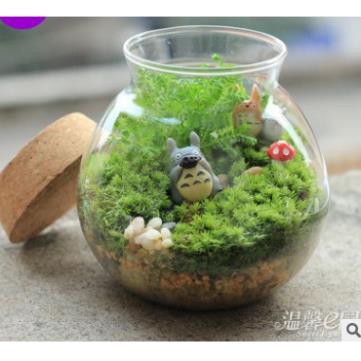 Tiểu cảnh - Rêu Tóc Trắng làm tiểu cảnh trang trí terrarium / decord mô hình