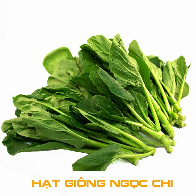 Hạt giống cây rau cải ngồng mập 20gr ~4000 Hạt