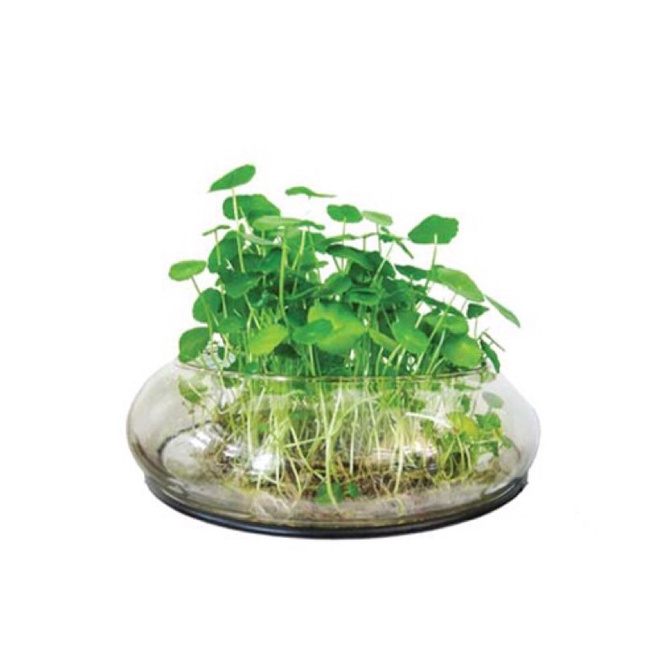 Rau má nhật/Rau má lá sen