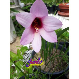 01 củ huệ mưa jumbo pure size hoa