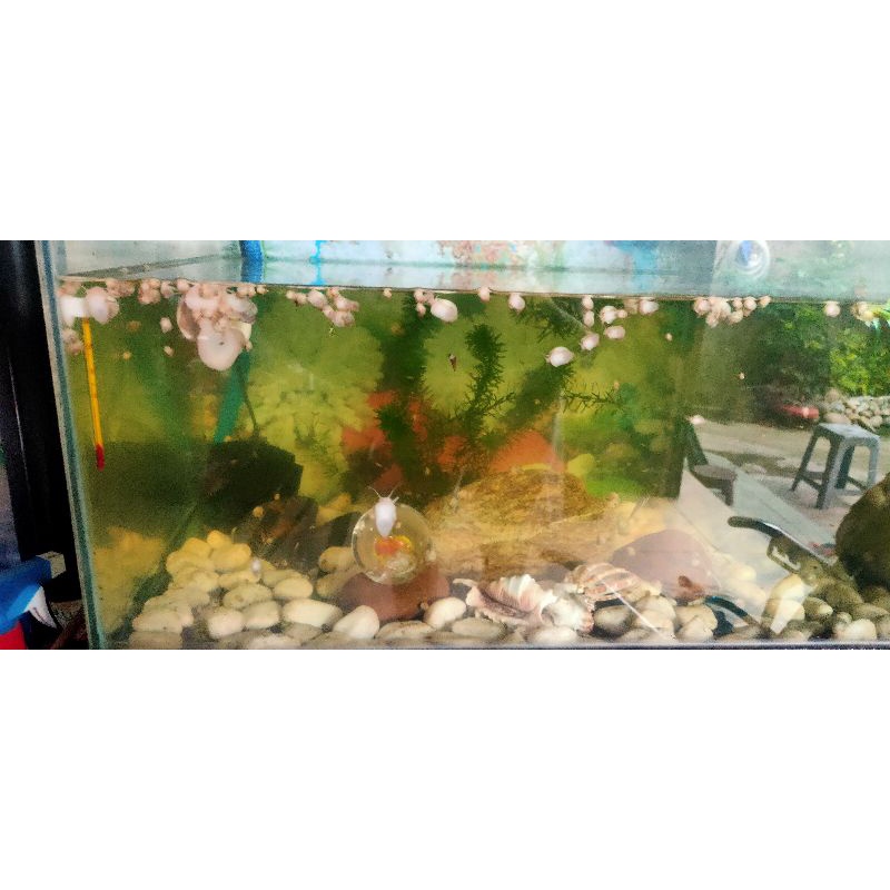 Trang Trí thủy sinh Ốc Táo Trắng mini siêu cute 25c