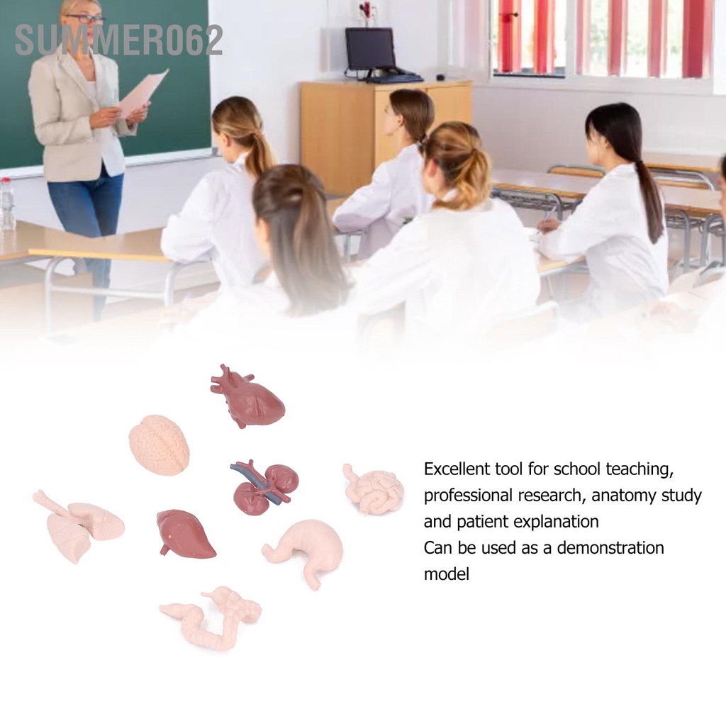[Hàng Sẵn] Mô hình bộ phận cơ thể người phỏng giải phẫu Công cụ giáo dục Não Tim Phổi Gan Dạ dày Thận dùng để giảng dạy【Summer062】