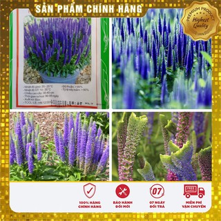 Hạt giống hoa VERONICA tím F1 LUCKY SEEDS