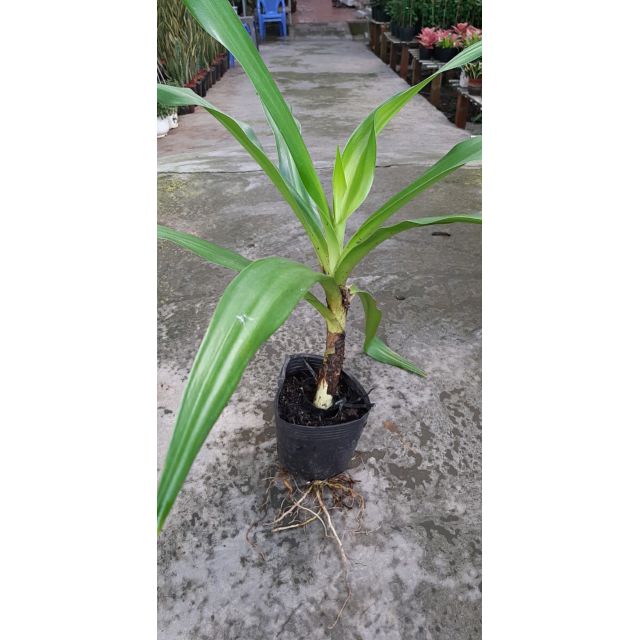 cây đại tướng quân lấy lá làm thuốc hoặc trồng kiểng (Náng hoa trắng Chuối nước, Náng, Tỏi lơi ,  Crinum asiaticum L.)
