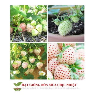 Hg1c 50 hạt giống dâu tây trắng chịu nhiệt Dâu tây Nhật luckyseed hạt siêu rẻ