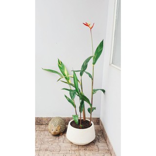 Cây Chuối mỏ két cẩm thạch (sỉ & lẻ)