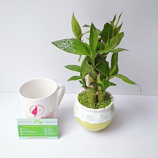 Cây Trúc Phát Lộc Phong Thủy Để Bàn