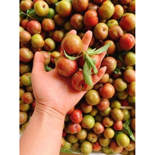 Mận Hà Nội trái mùa