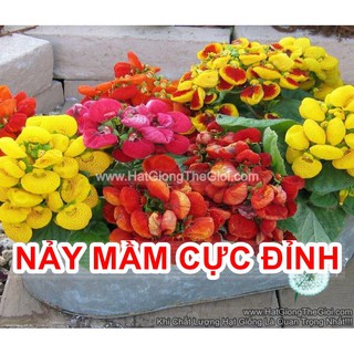 50h Hạt Giống Hoa Huyền Sâm Bông To Mix (TLB1| -KD: B36*V22*M203)