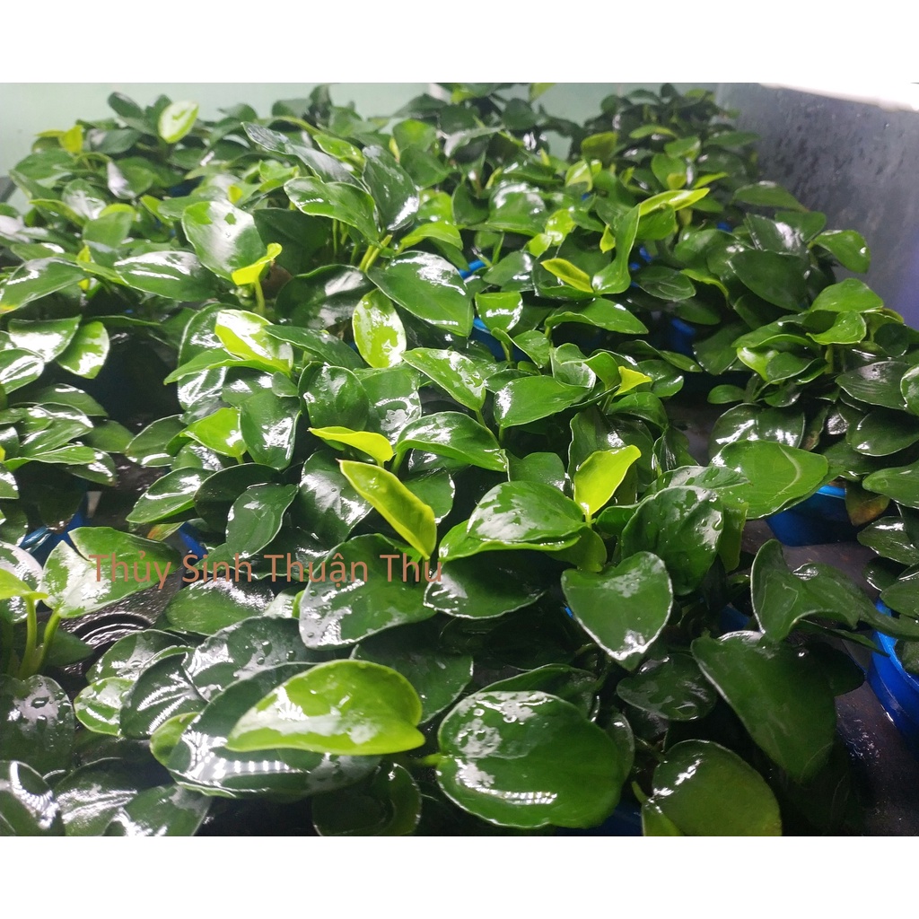 Cây thủy sinh Ráy Nana Petite Nhật