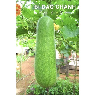 Hạt giống bí đao chanh dễ trồng 0.2 gr
