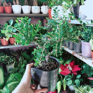 Cây Linh Sam Núi