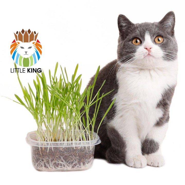 Set hộp hạt giống cỏ mèo và đất trồng giúp bổ xung chất xơ, tiêu búi lông cho mèo Little King pet shop
