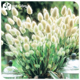 Hạt giống Cỏ Đuôi Thỏ - 0,1 gram