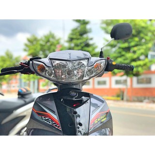 Tem rời Sirius xám lông chuột (X)
