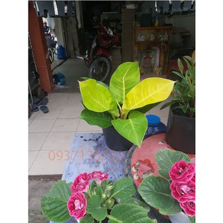 Cây Trầu Bà Đế Vương Vàng