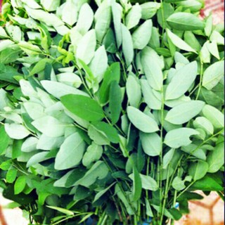 1gr - HẠT GIỐNG RAU NGÓT
