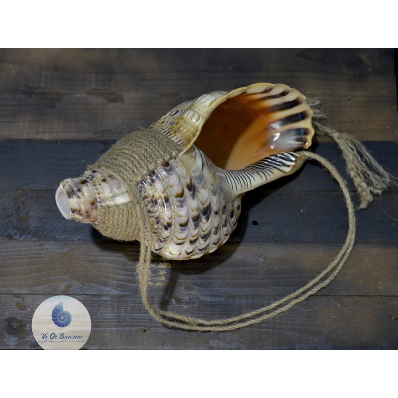 Kèn Tù Và - Pháp Loa Ốc Biển Tù Và Bông