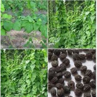 Hạt giống sương sâm lông 30 hạt