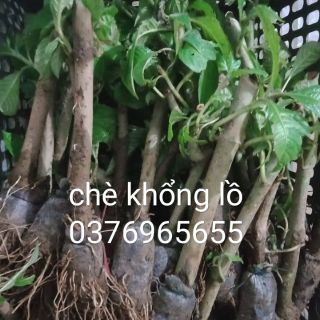 Giá 20 cây chè khổng lồ-chè đại-chè đạm đã kích cho ra rễ mạnh trong bầu cho tỉ lệ sống