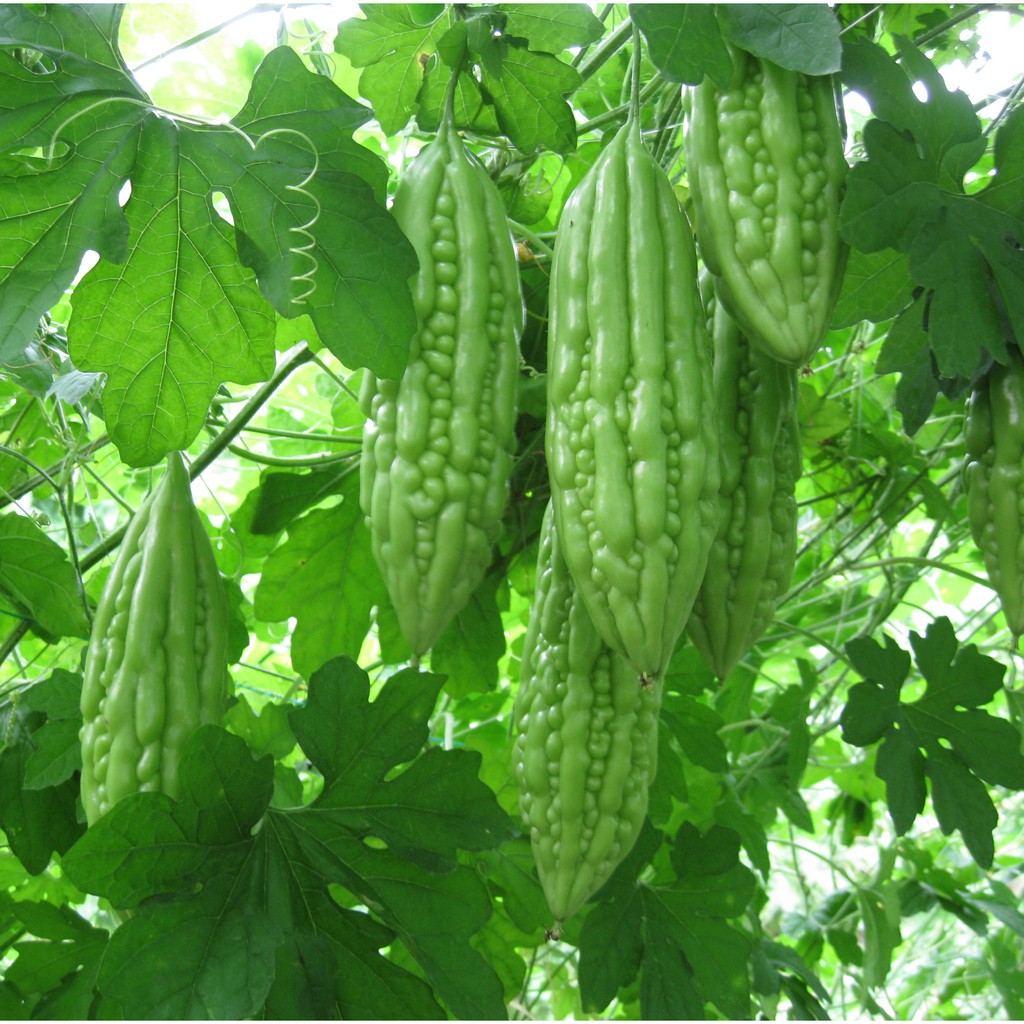 10h - HẠT GIỐNG KHỔ QUA