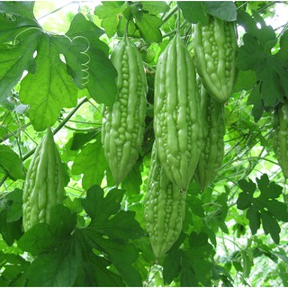 10h - hạt giống khổ qua