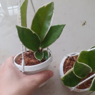 Cẩm cù lá cẩm thạch