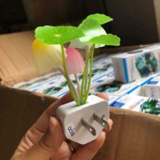 Đèn nấm ngủ