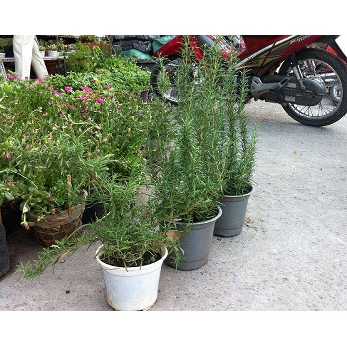 Hạt Giống Hương Thảo - 20 Hạt