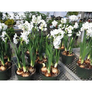 Củ hoa thủy tiên các loại size