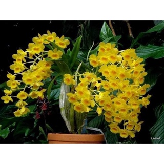Hoa Lan Sơn thủy tiên
