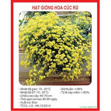 HẠT GIỐNG HOA CÚC RỦ GÓI 50 HẠT