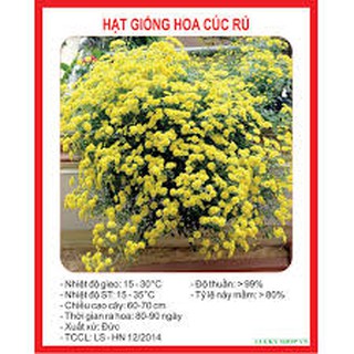 HẠT GIỐNG HOA CÚC RỦ GÓI 50 HẠT